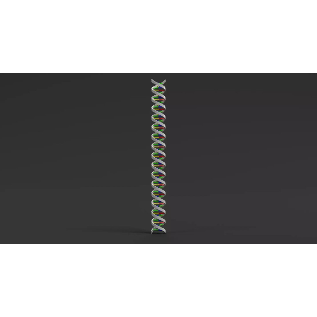 DNA Double Helix 3D Model – Stylized Educational Structure, Blender - View 8