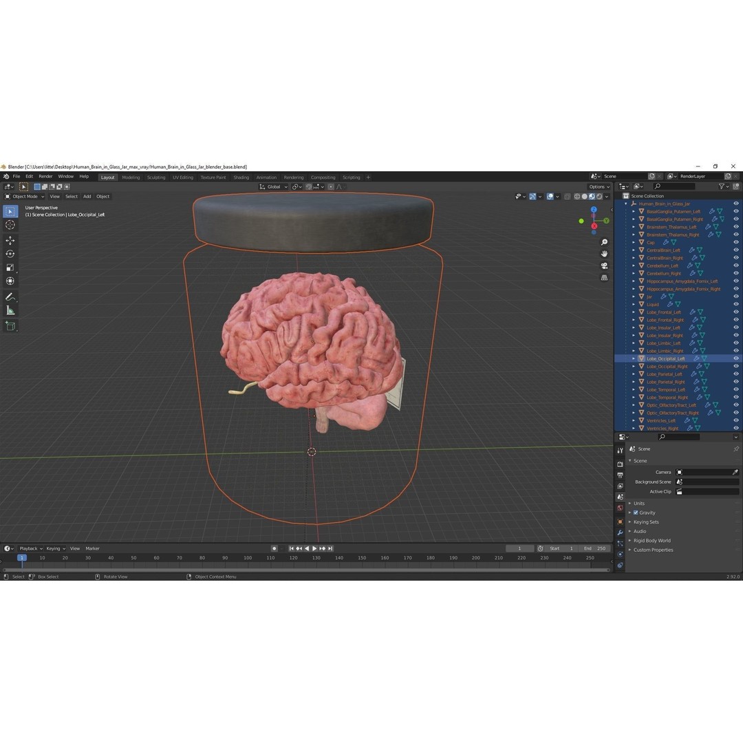 Human Brain in Glass Jar 3D Model – High Poly PBR Asset, FBX, OBJ - View 16