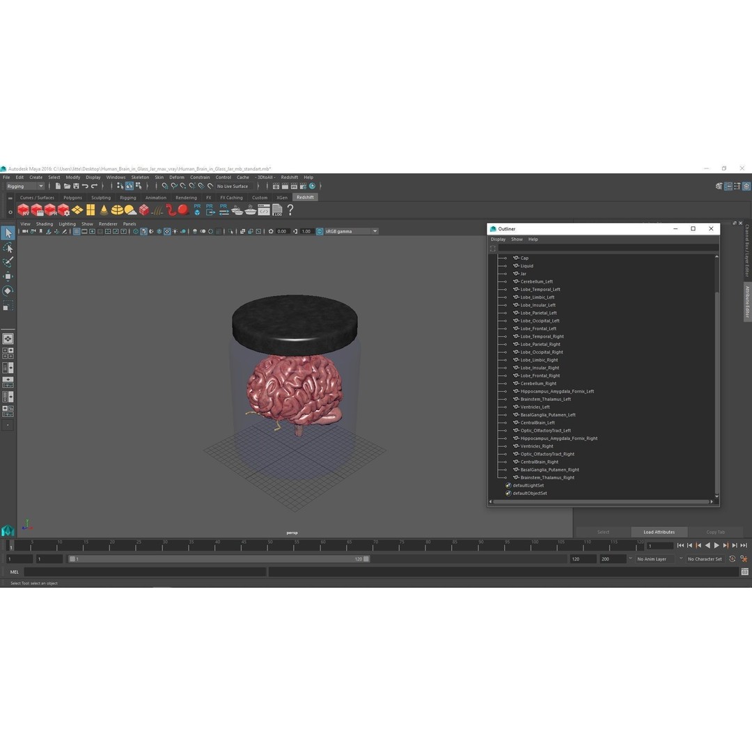 Human Brain in Glass Jar 3D Model – High Poly PBR Asset, FBX, OBJ - View 19