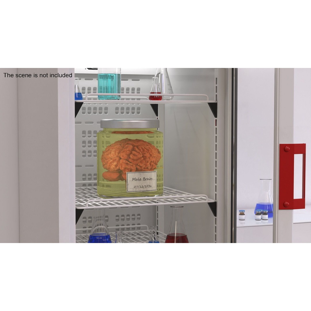 Human Brain in Glass Jar 3D Model – High Poly PBR Asset, FBX, OBJ - View 2