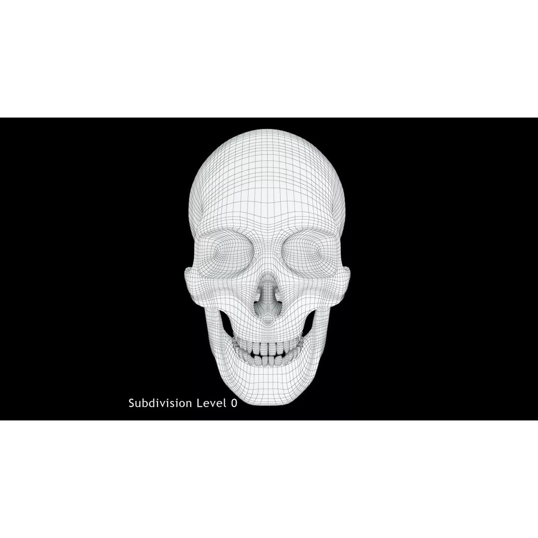 Human Skull 3D Model – Anatomical Medical Asset, FBX & OBJ Formats