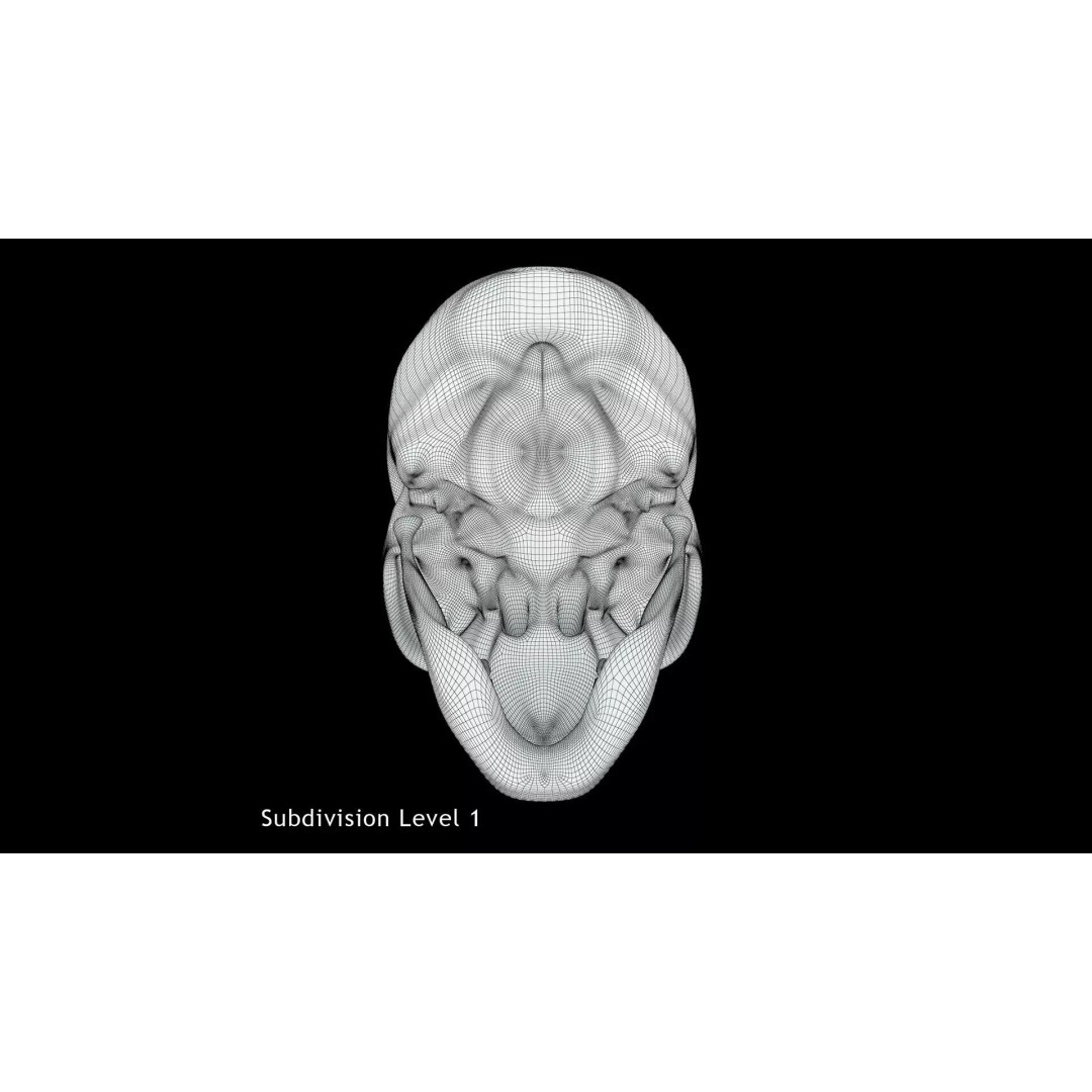 Human Skull 3D Model – Anatomical Medical Asset, FBX & OBJ Formats - View 10