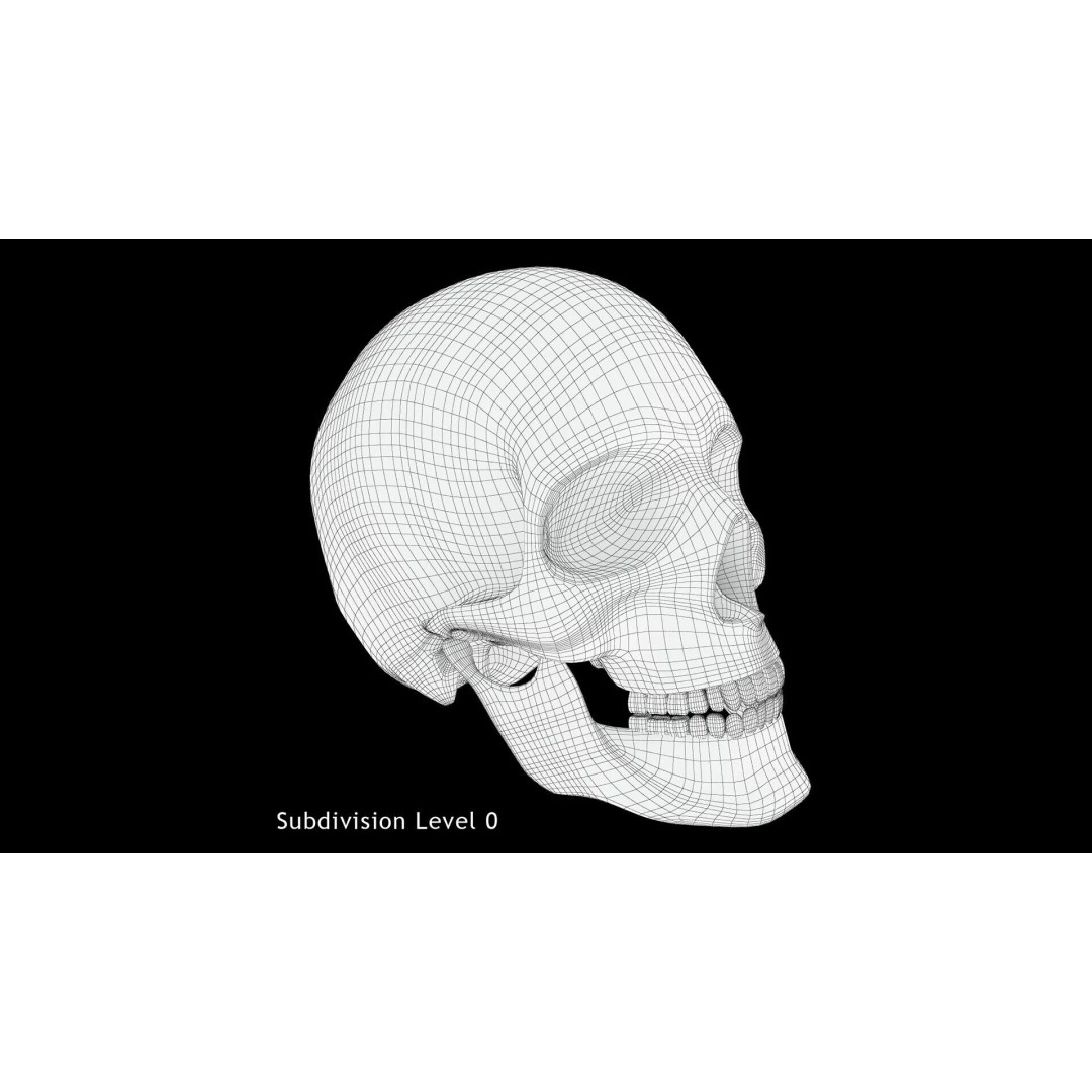 Human Skull 3D Model – Anatomical Medical Asset, FBX & OBJ Formats - View 11