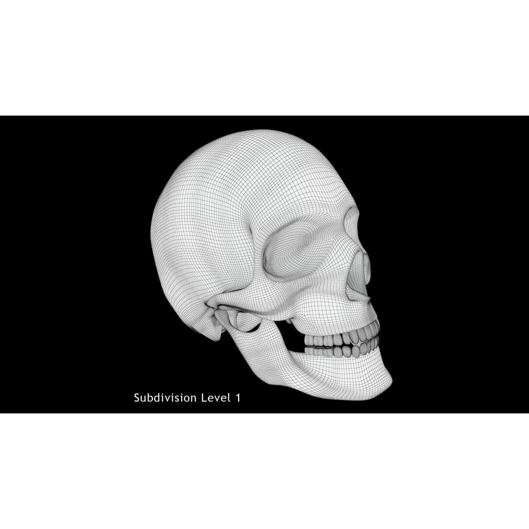 Human Skull 3D Model – Anatomical Medical Asset, FBX & OBJ Formats - View 12