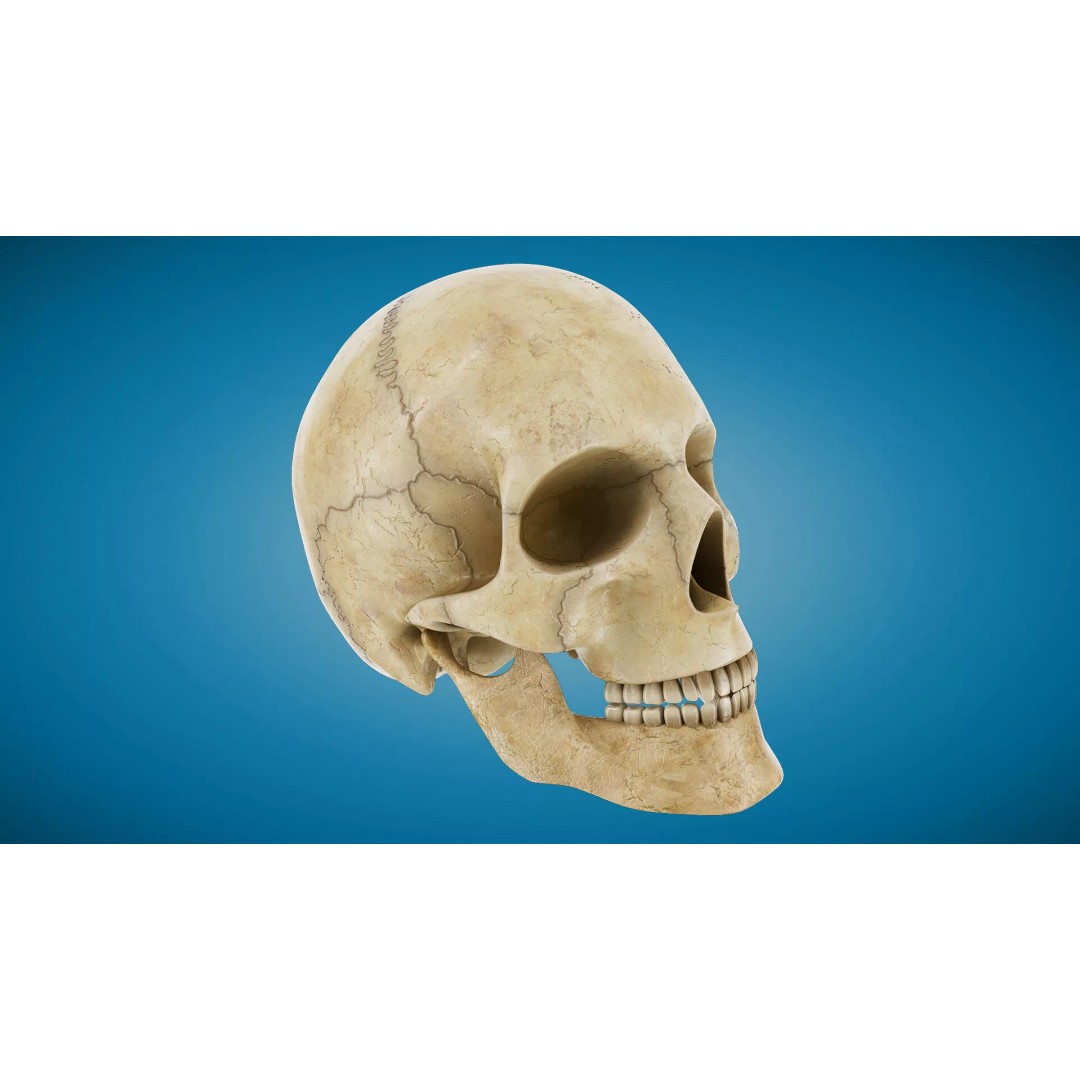 Human Skull 3D Model – Anatomical Medical Asset, FBX & OBJ Formats - View 2