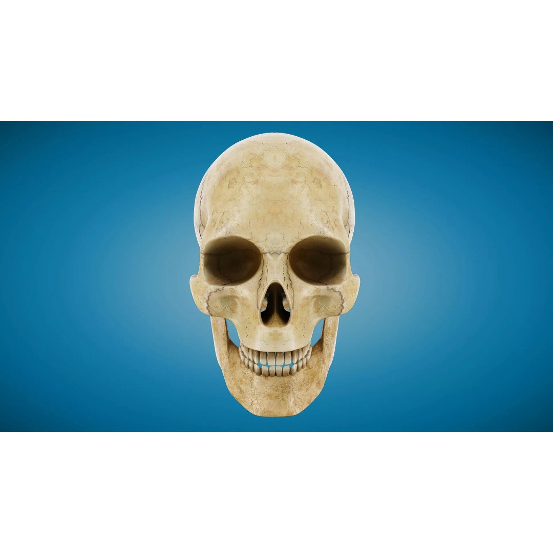 Human Skull 3D Model – Anatomical Medical Asset, FBX & OBJ Formats - View 3