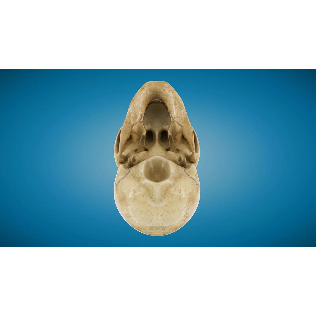 Human Skull 3D Model – Anatomical Medical Asset, FBX & OBJ Formats - View 4