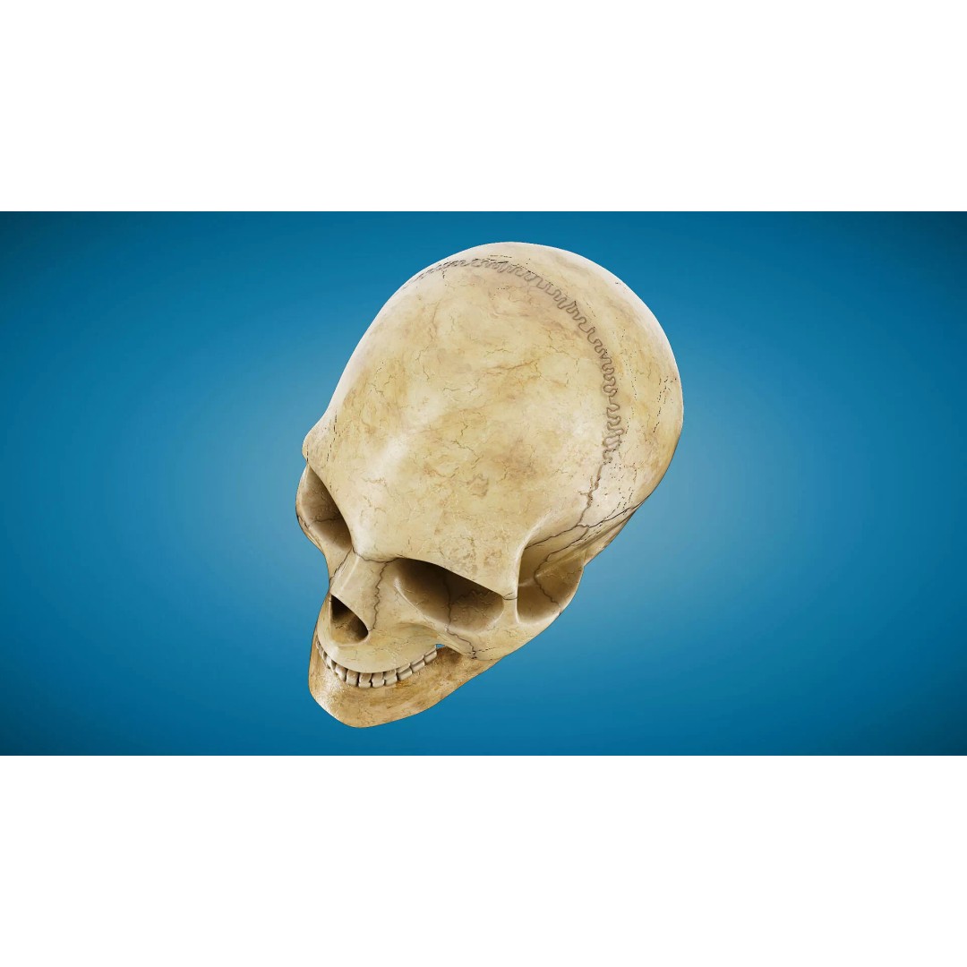 Human Skull 3D Model – Anatomical Medical Asset, FBX & OBJ Formats - View 5