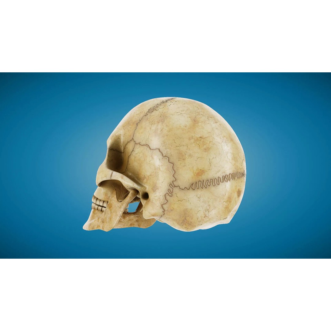 Human Skull 3D Model – Anatomical Medical Asset, FBX & OBJ Formats - View 6
