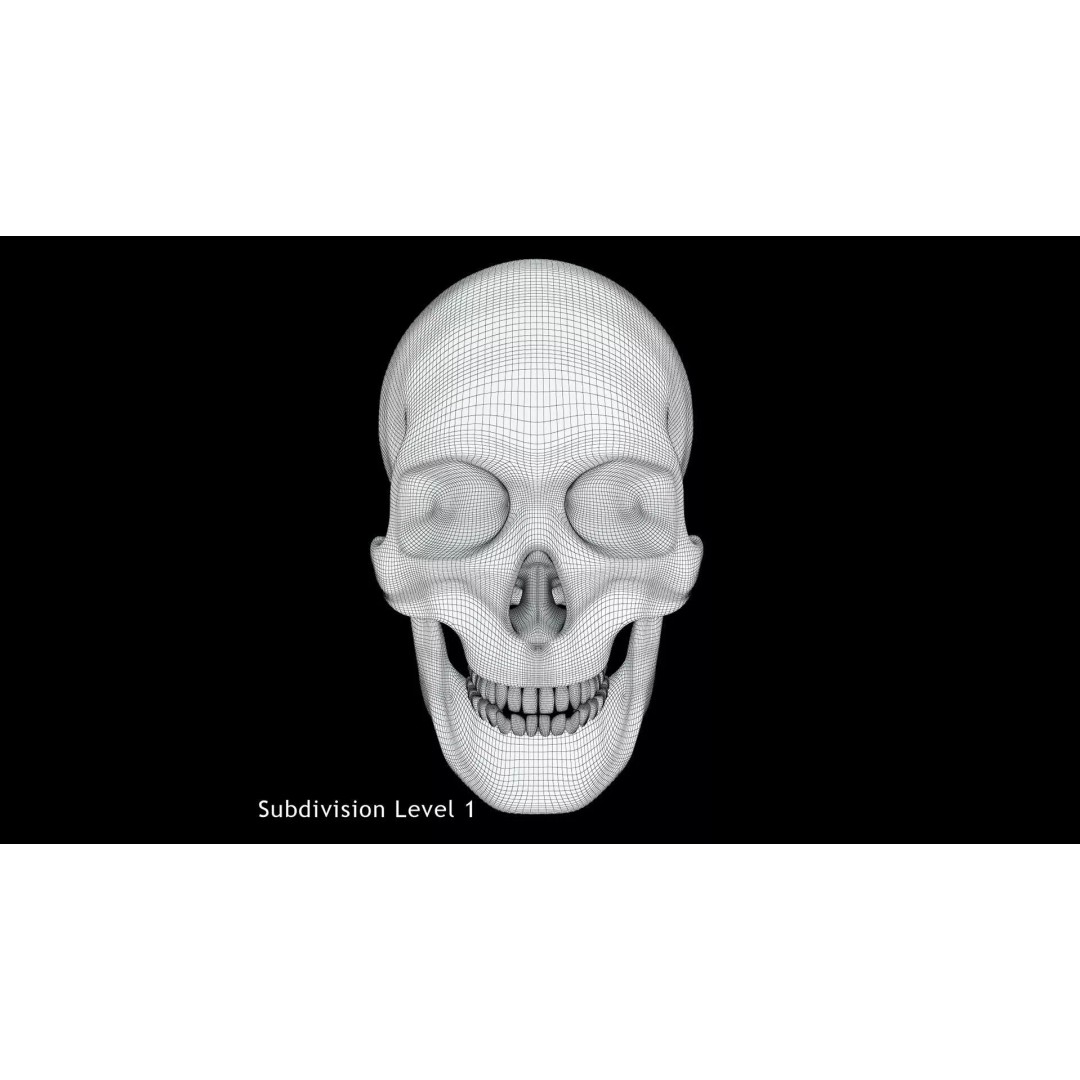 Human Skull 3D Model – Anatomical Medical Asset, FBX & OBJ Formats - View 8