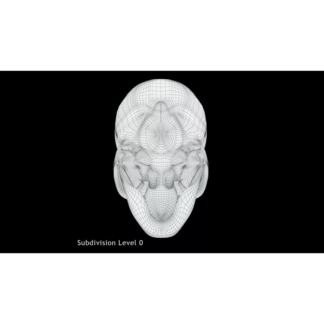Human Skull 3D Model – Anatomical Medical Asset, FBX & OBJ Formats - View 9