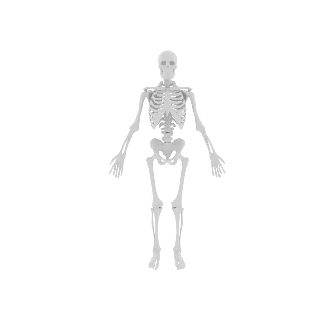 Human Skeleton 3D Model – High-Quality Anatomical Design, FBX