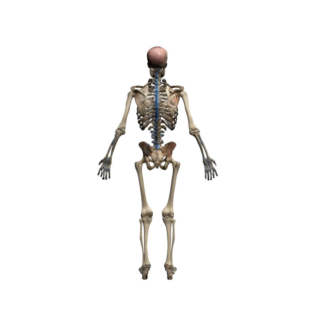 Human Skeleton 3D Model – High-Quality Anatomical Design, FBX - View 10