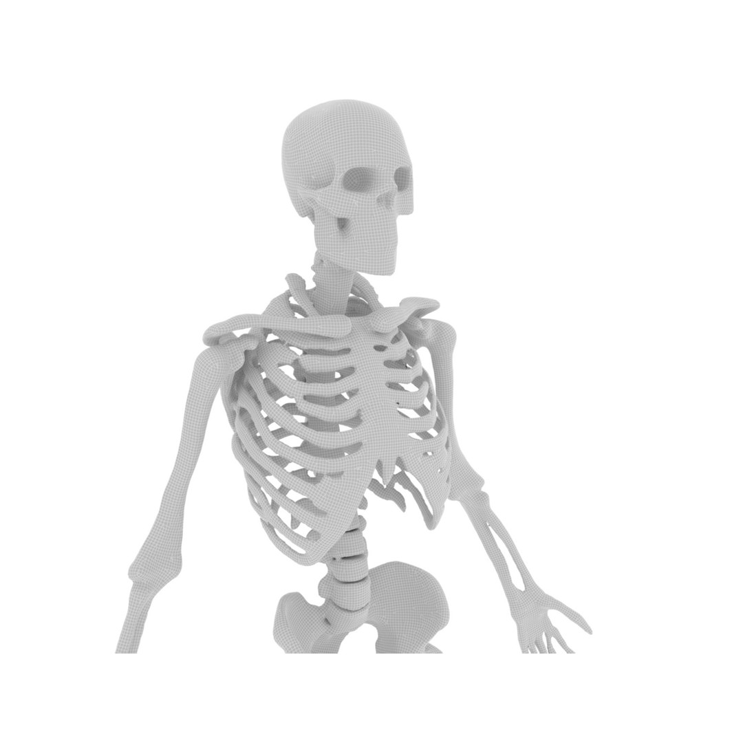Human Skeleton 3D Model – High-Quality Anatomical Design, FBX - View 11
