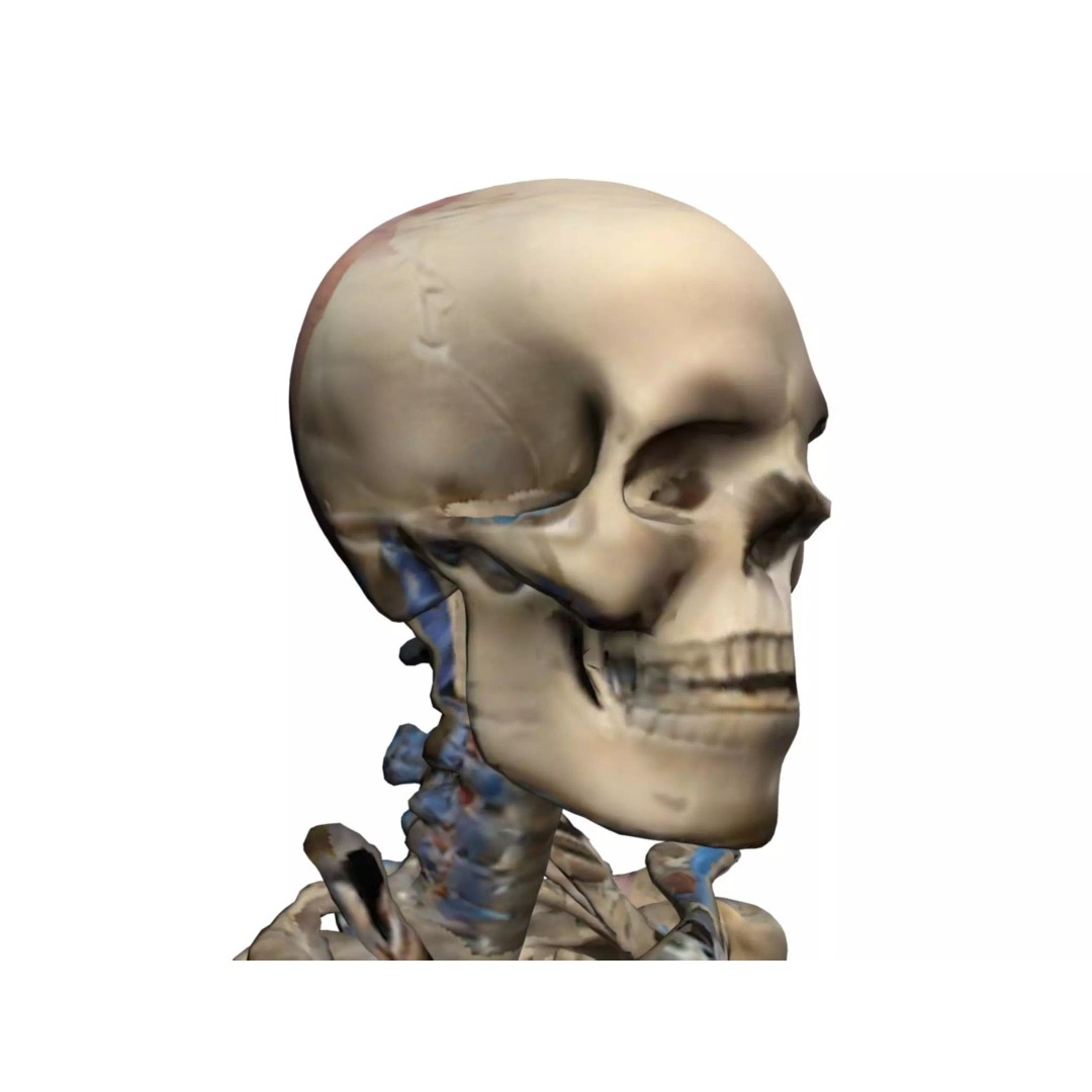 Human Skeleton 3D Model – High-Quality Anatomical Design, FBX - View 2