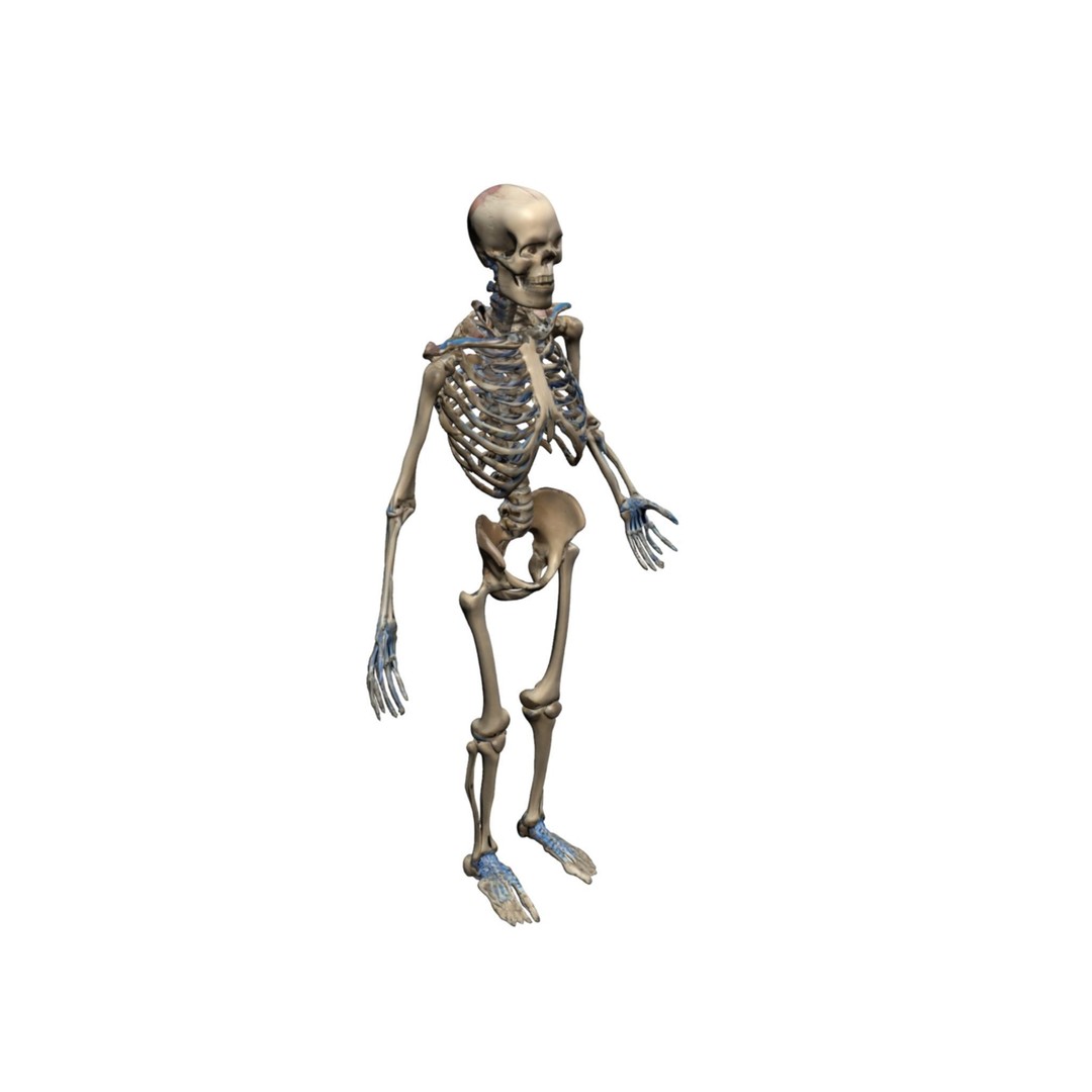 Human Skeleton 3D Model – High-Quality Anatomical Design, FBX - View 3