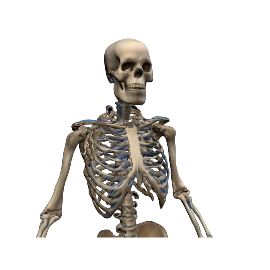 Human Skeleton 3D Model – High-Quality Anatomical Design, FBX - View 4