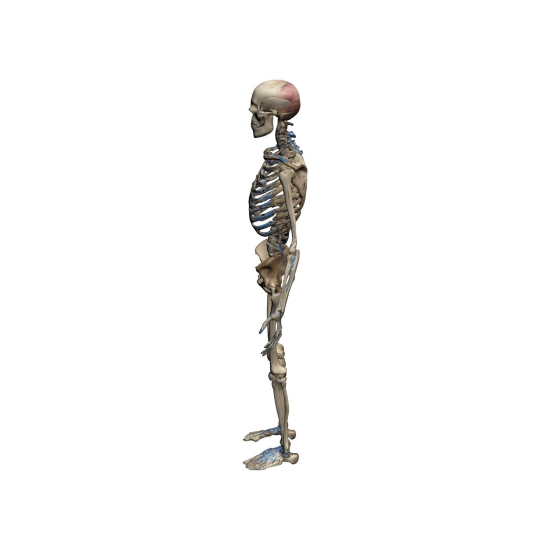 Human Skeleton 3D Model – High-Quality Anatomical Design, FBX - View 6