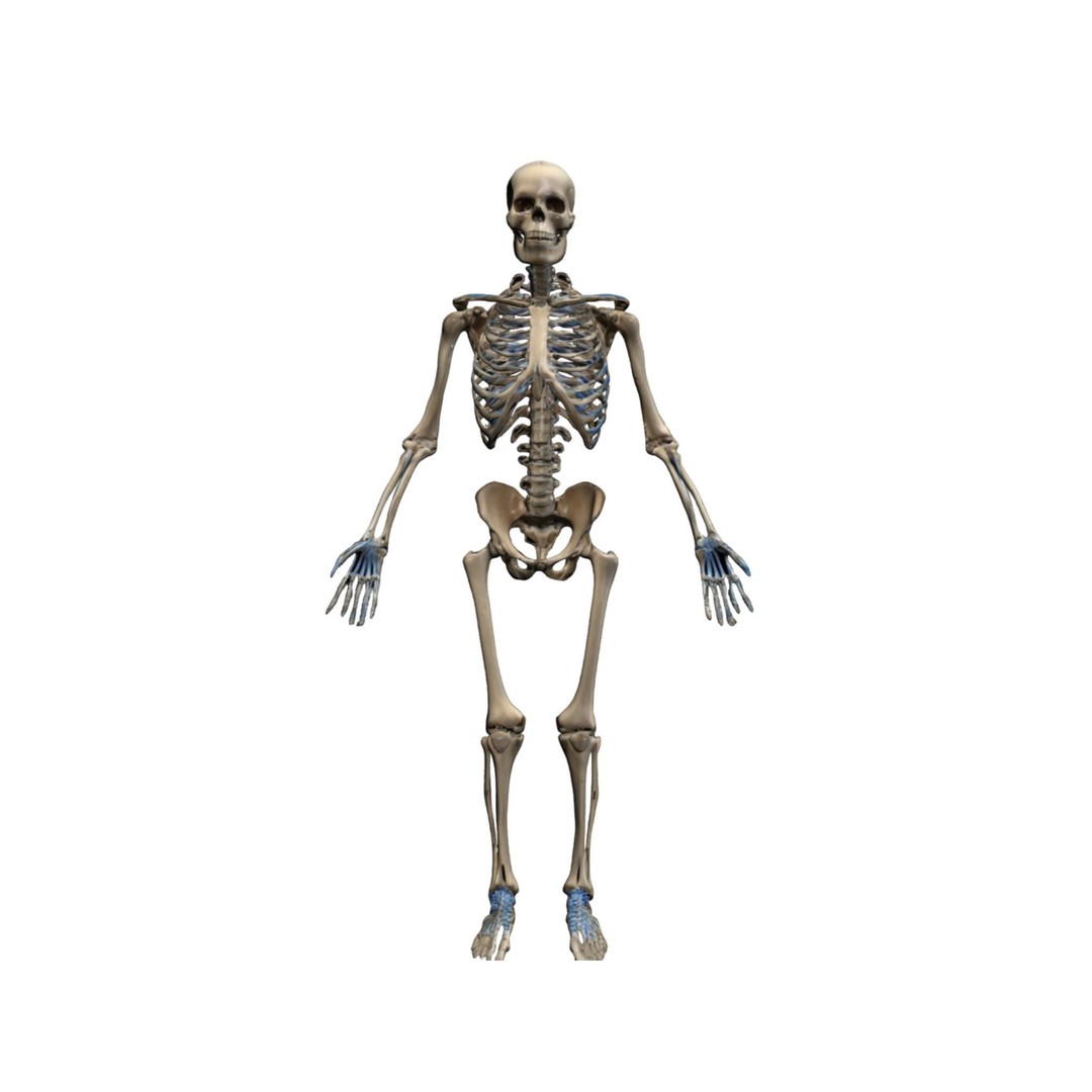 Human Skeleton 3D Model – High-Quality Anatomical Design, FBX - View 7