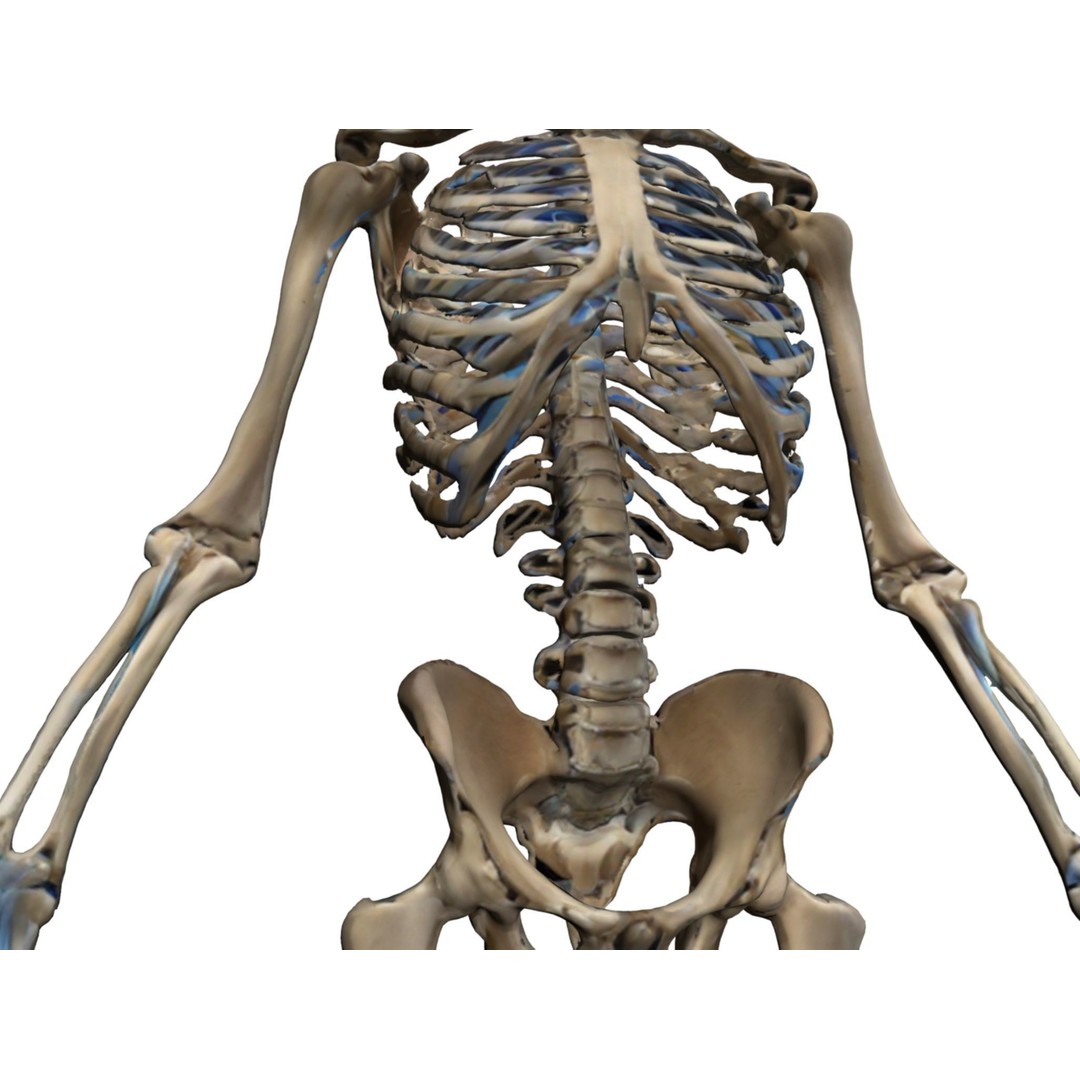 Human Skeleton 3D Model – High-Quality Anatomical Design, FBX - View 8