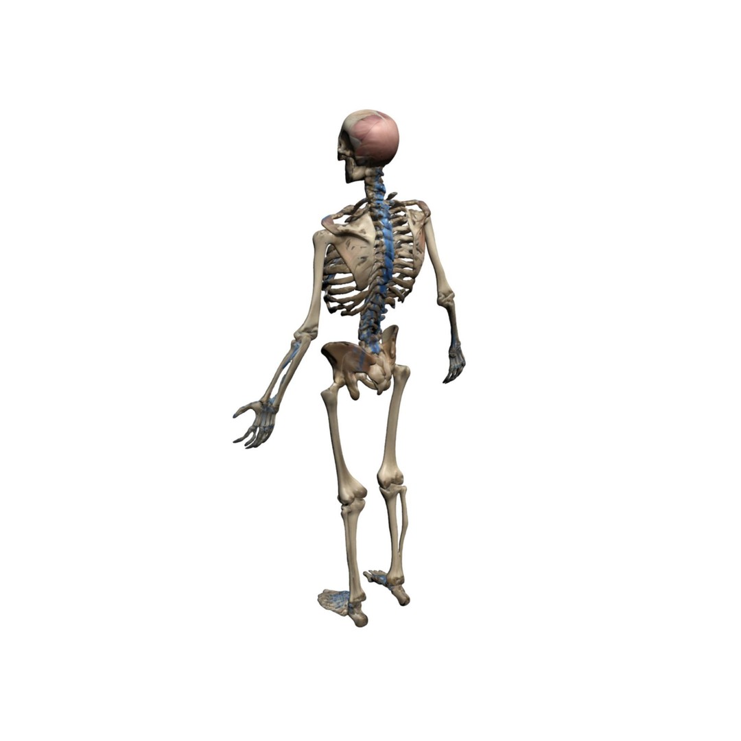 Human Skeleton 3D Model – High-Quality Anatomical Design, FBX - View 9