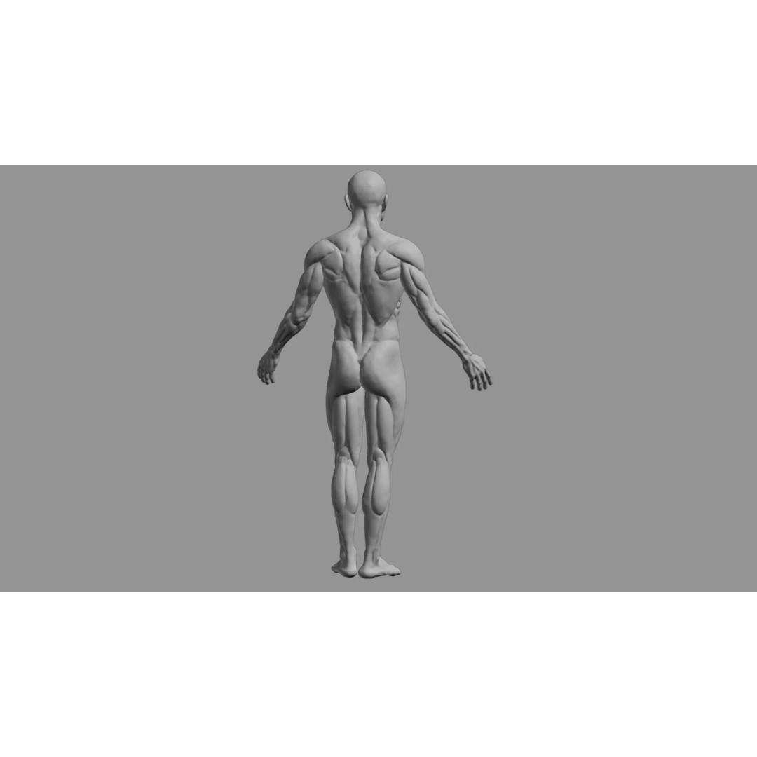 Human Muscular System 3D Model – Rigged PBR Asset for Medical Visualization