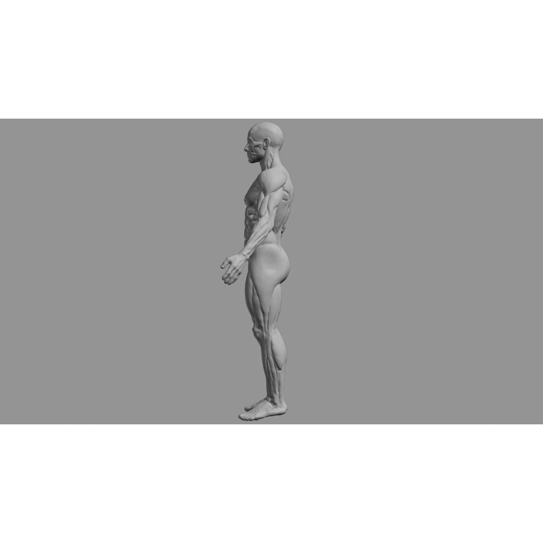 Human Muscular System 3D Model – Rigged PBR Asset for Medical Visualization - View 12