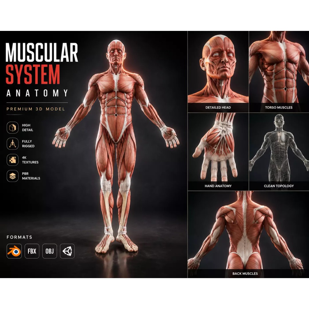 Human Muscular System 3D Model – Rigged PBR Asset for Medical Visualization - View 17