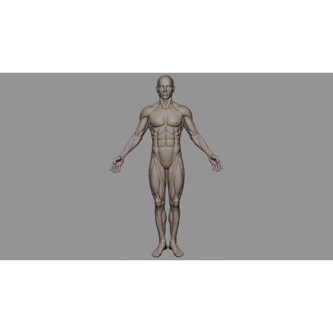 Human Muscular System 3D Model – Rigged PBR Asset for Medical Visualization - View 3