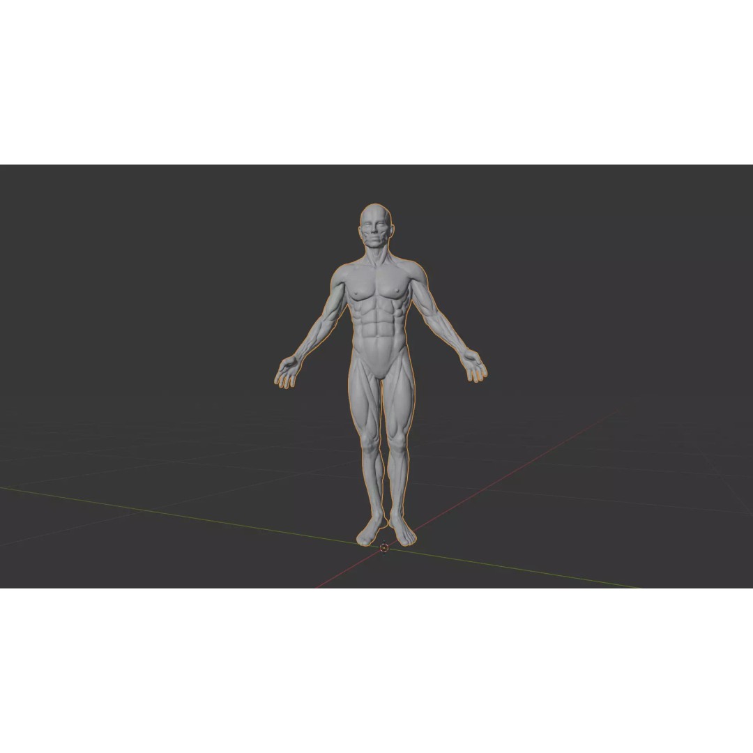 Human Muscular System 3D Model – Rigged PBR Asset for Medical Visualization - View 31