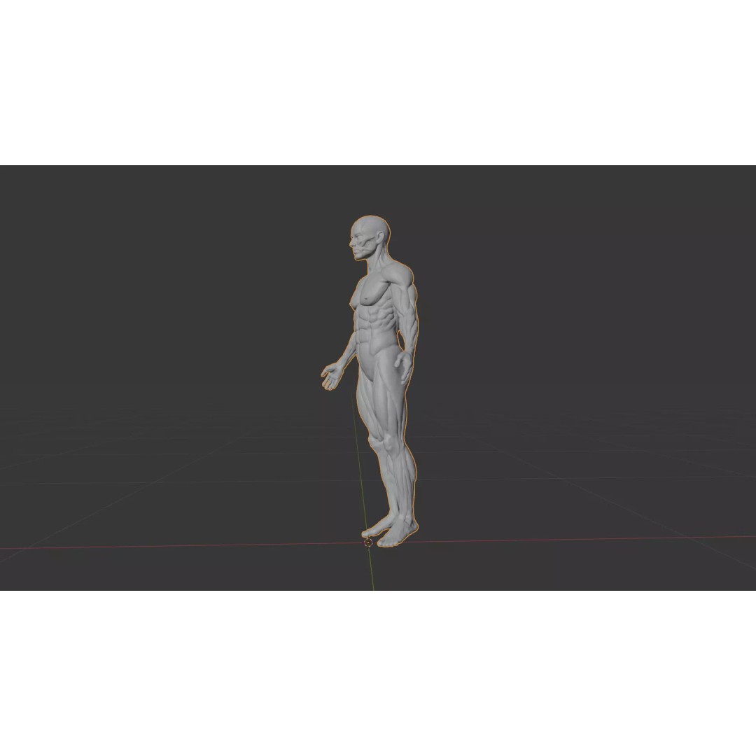 Human Muscular System 3D Model – Rigged PBR Asset for Medical Visualization - View 32