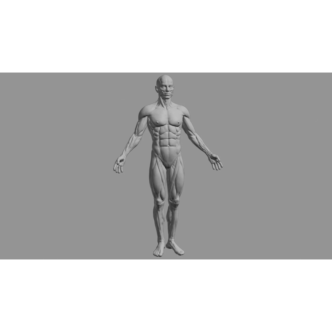 Human Muscular System 3D Model – Rigged PBR Asset for Medical Visualization - View 4