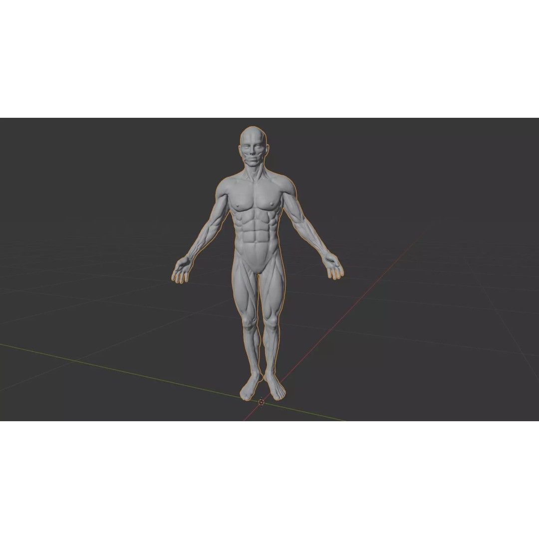 Human Muscular System 3D Model – Rigged PBR Asset for Medical Visualization - View 40