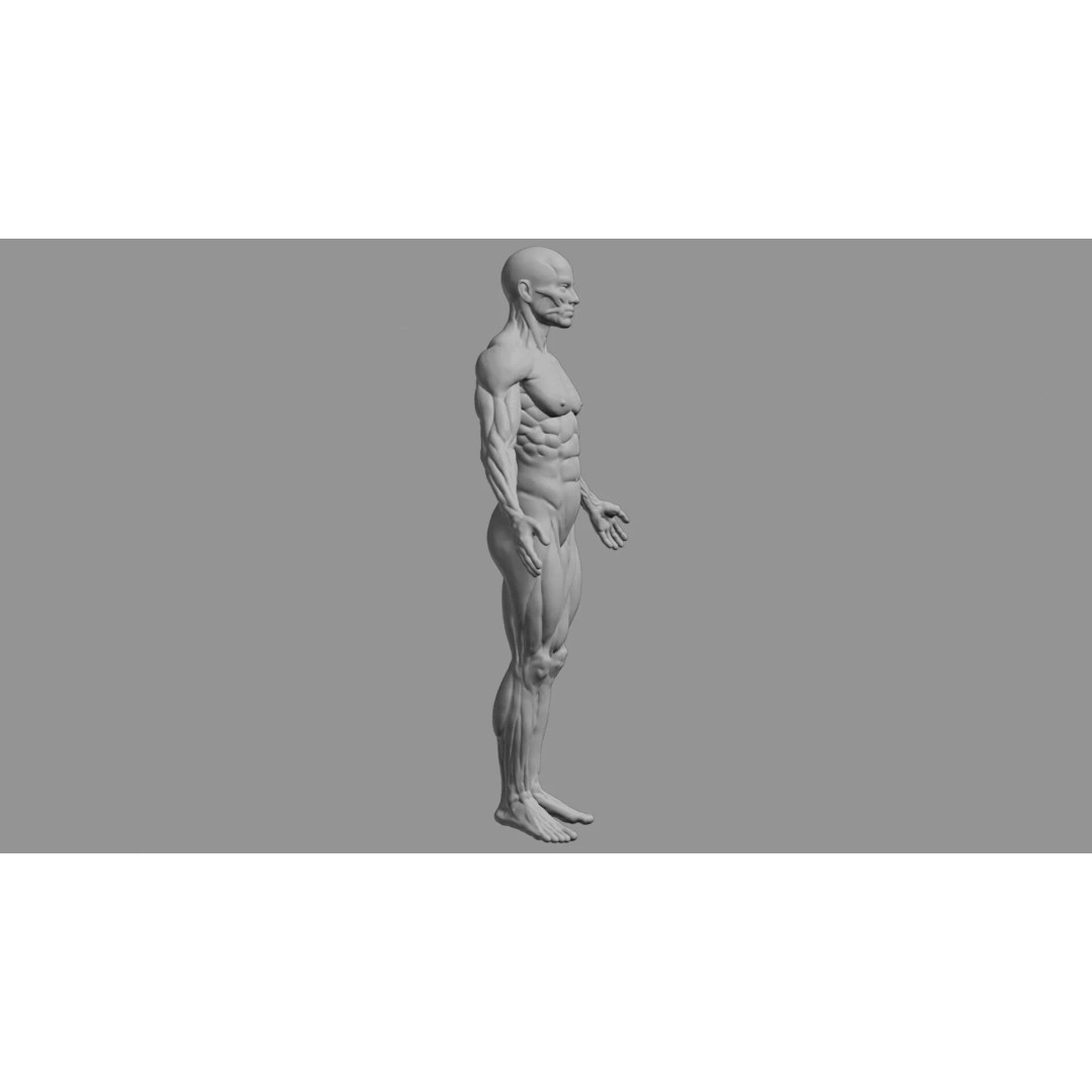 Human Muscular System 3D Model – Rigged PBR Asset for Medical Visualization - View 5