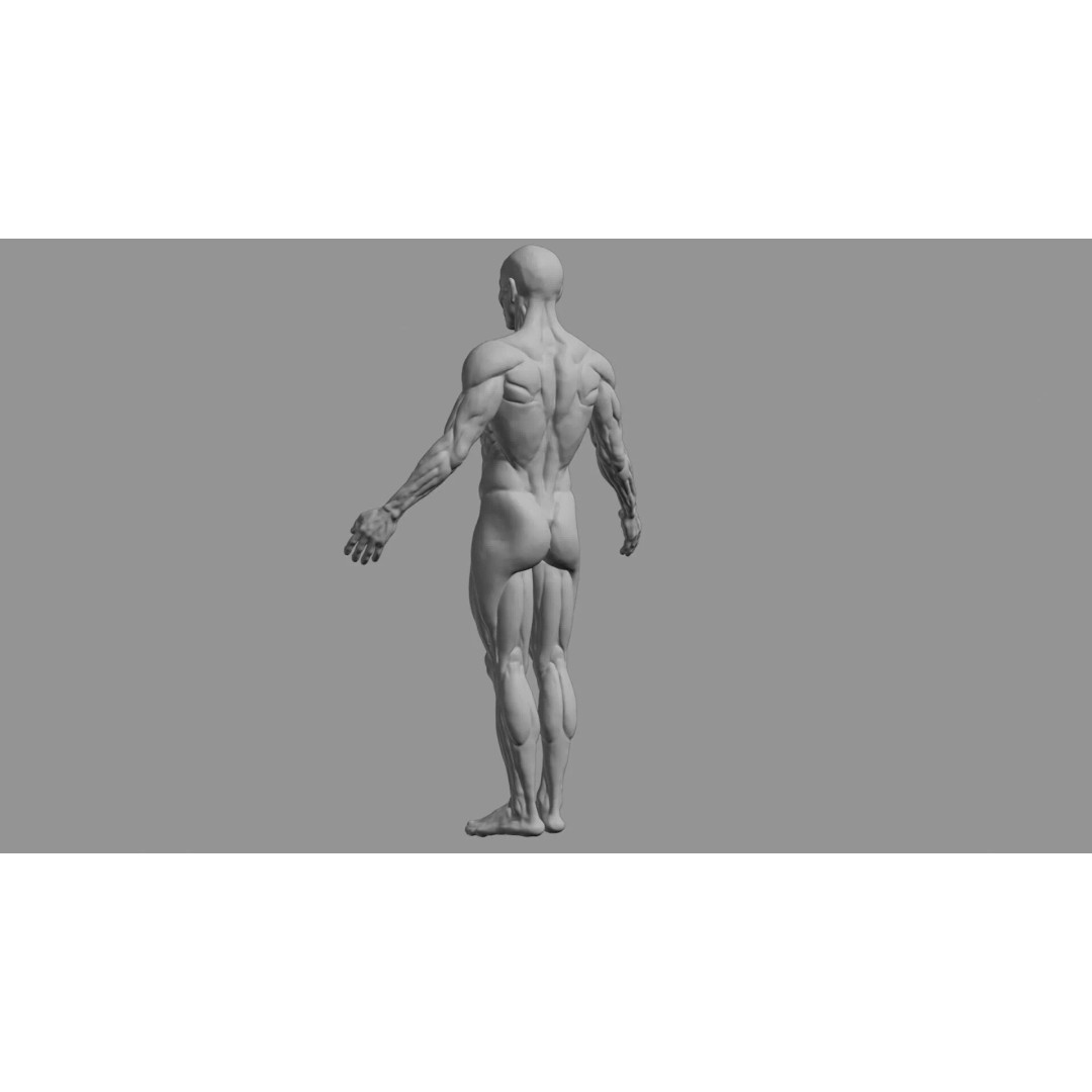 Human Muscular System 3D Model – Rigged PBR Asset for Medical Visualization - View 67