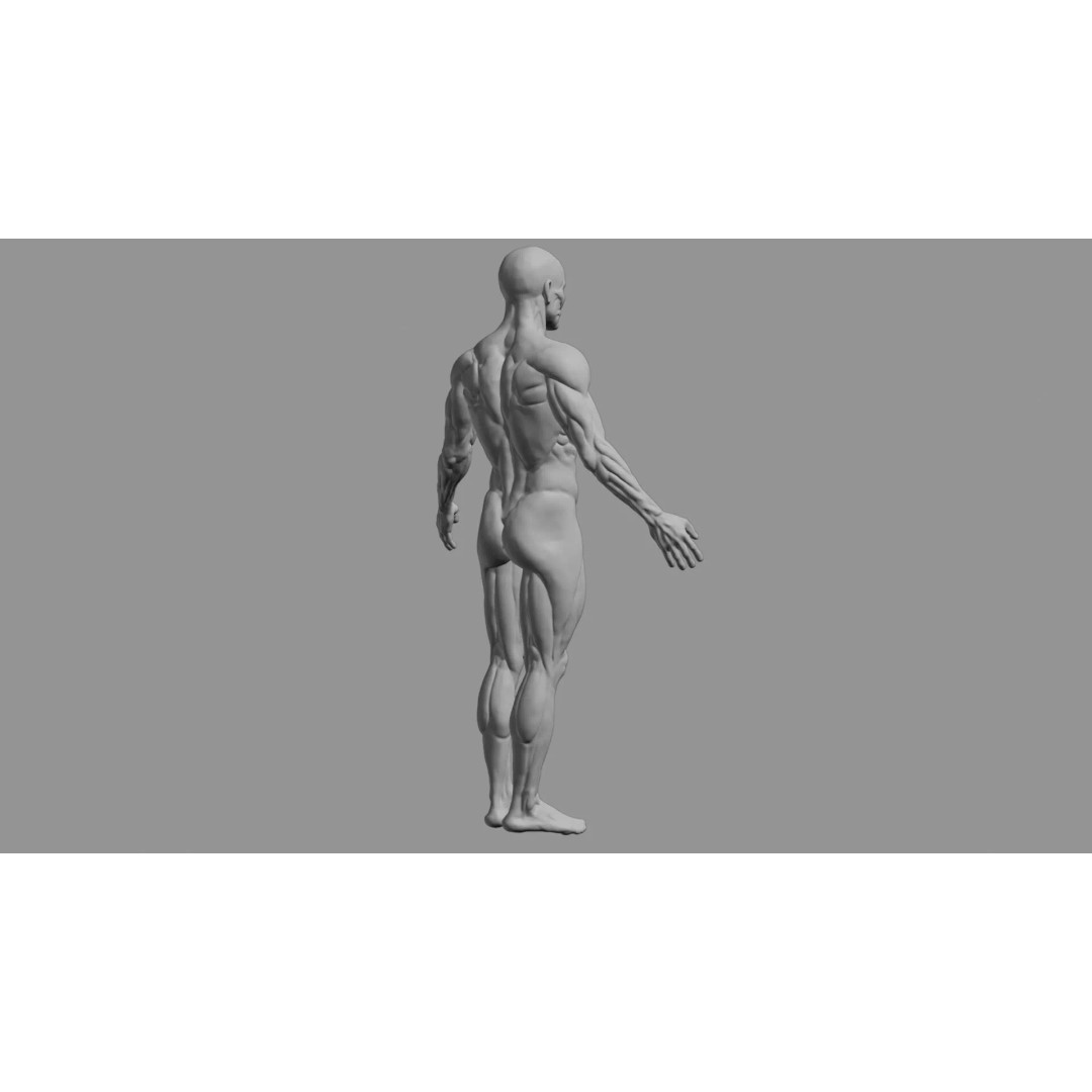 Human Muscular System 3D Model – Rigged PBR Asset for Medical Visualization - View 68