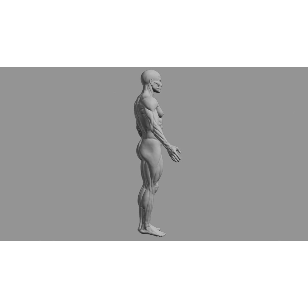 Human Muscular System 3D Model – Rigged PBR Asset for Medical Visualization - View 7