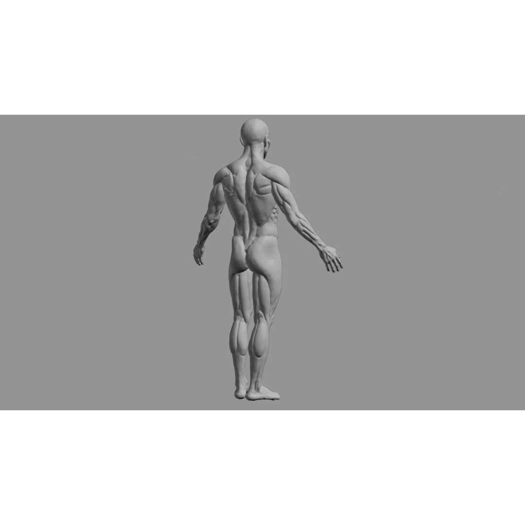 Human Muscular System 3D Model – Rigged PBR Asset for Medical Visualization - View 71