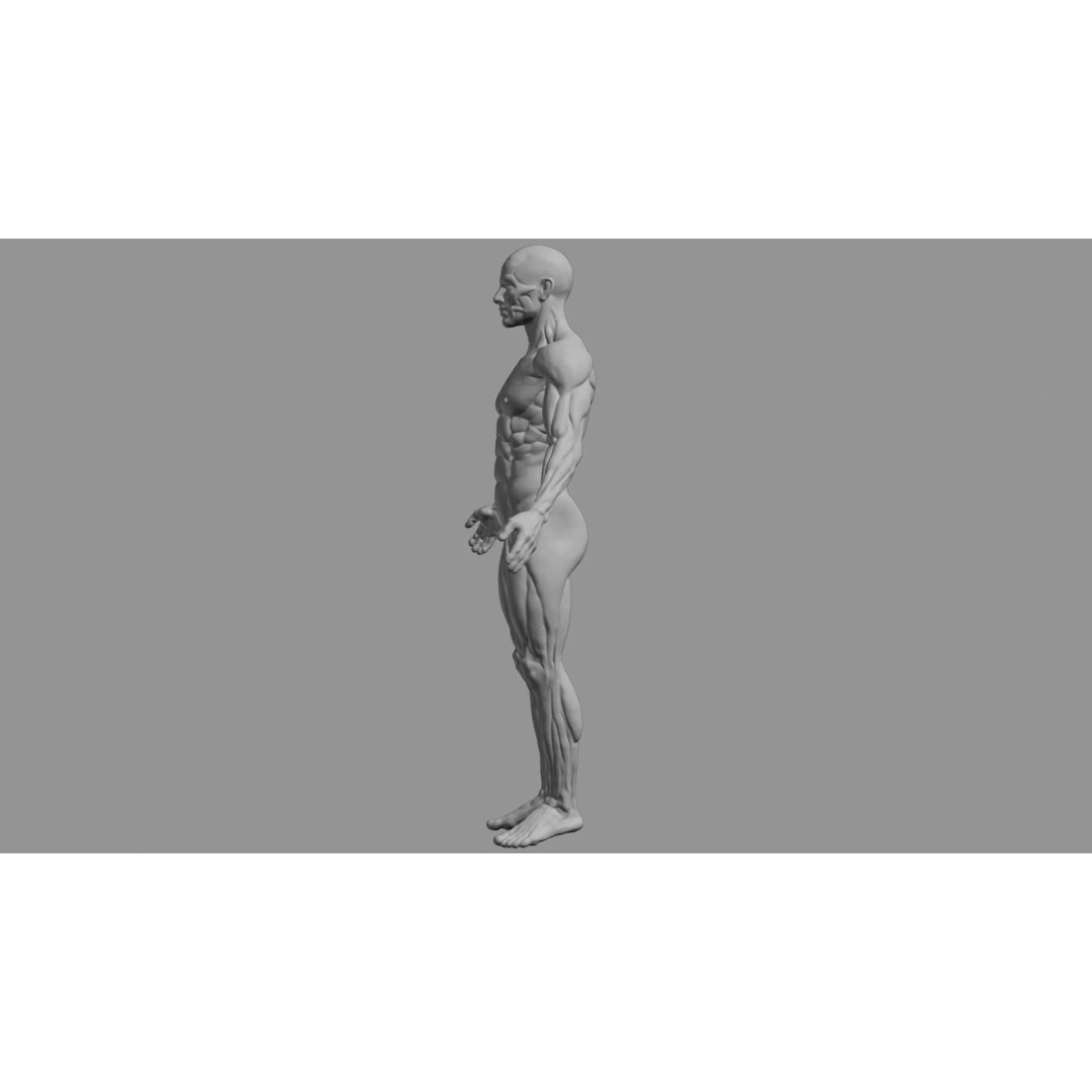 Human Muscular System 3D Model – Rigged PBR Asset for Medical Visualization - View 73