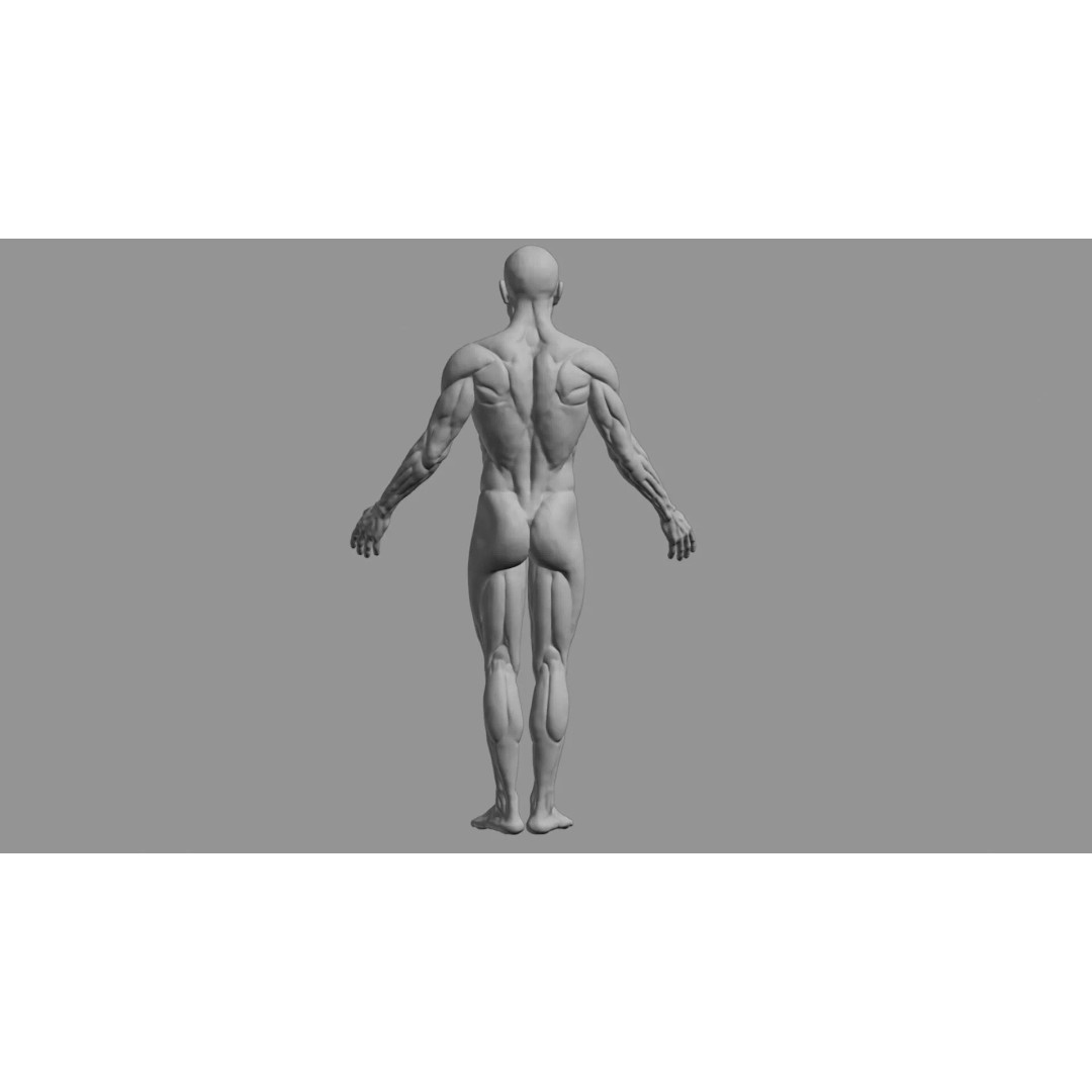 Human Muscular System 3D Model – Rigged PBR Asset for Medical Visualization - View 75