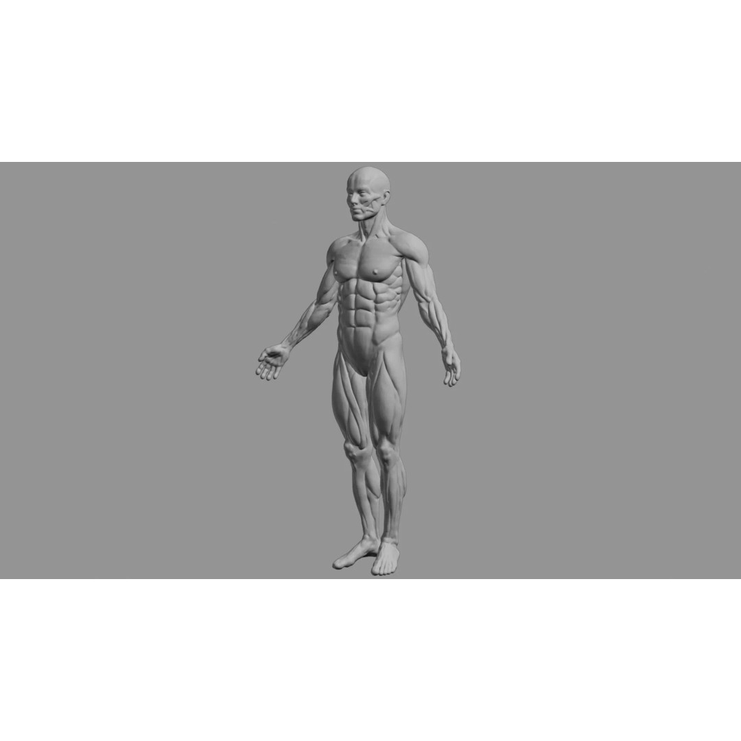 Human Muscular System 3D Model – Rigged PBR Asset for Medical Visualization - View 76
