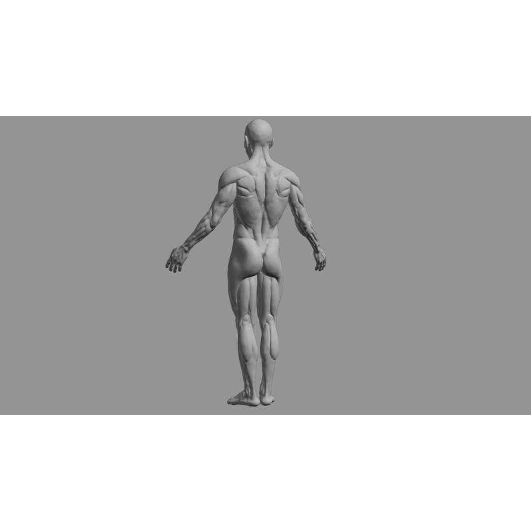 Human Muscular System 3D Model – Rigged PBR Asset for Medical Visualization - View 77
