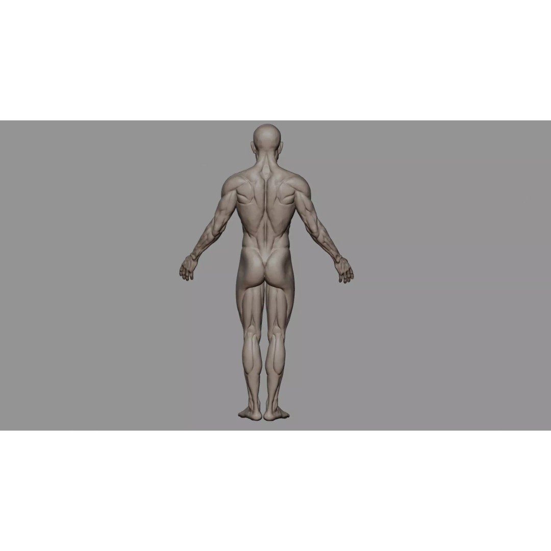 Human Muscular System 3D Model – Rigged PBR Asset for Medical Visualization - View 8