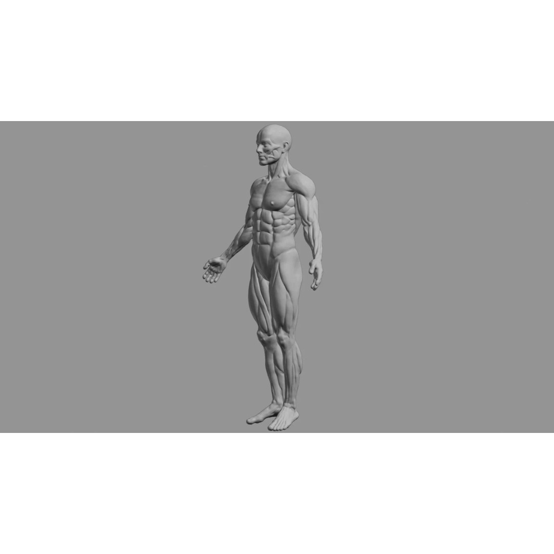 Human Muscular System 3D Model – Rigged PBR Asset for Medical Visualization - View 86