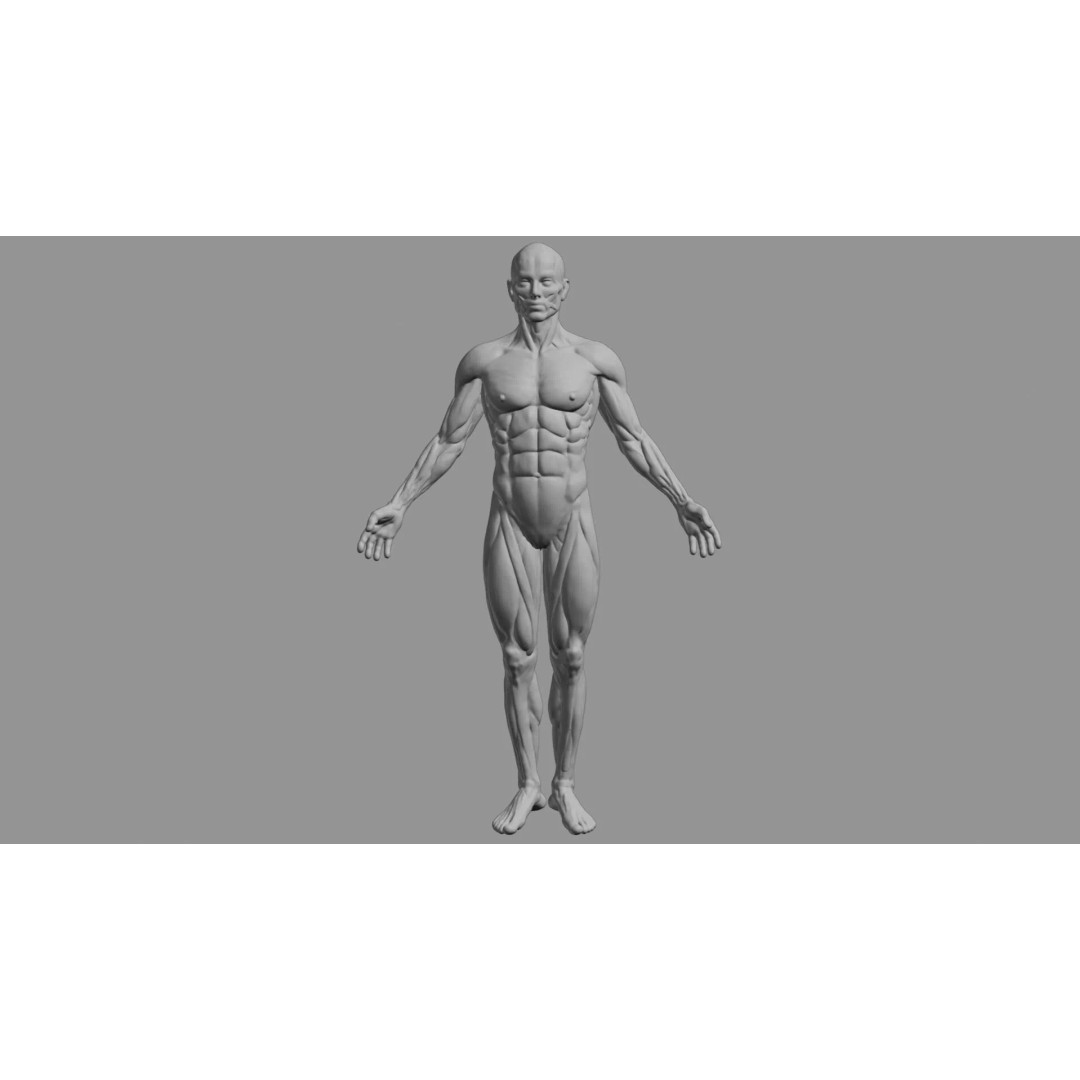 Human Muscular System 3D Model – Rigged PBR Asset for Medical Visualization - View 87
