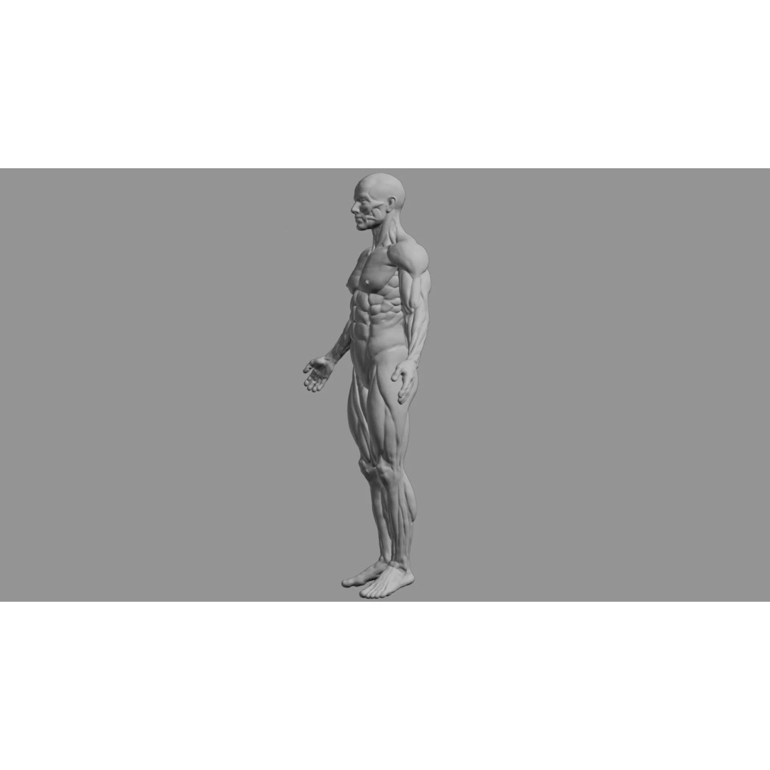Human Muscular System 3D Model – Rigged PBR Asset for Medical Visualization - View 88