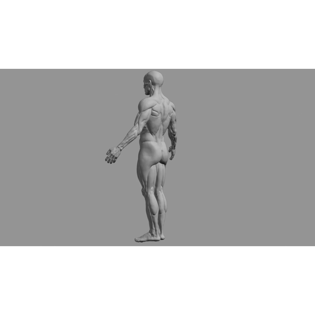 Human Muscular System 3D Model – Rigged PBR Asset for Medical Visualization - View 90