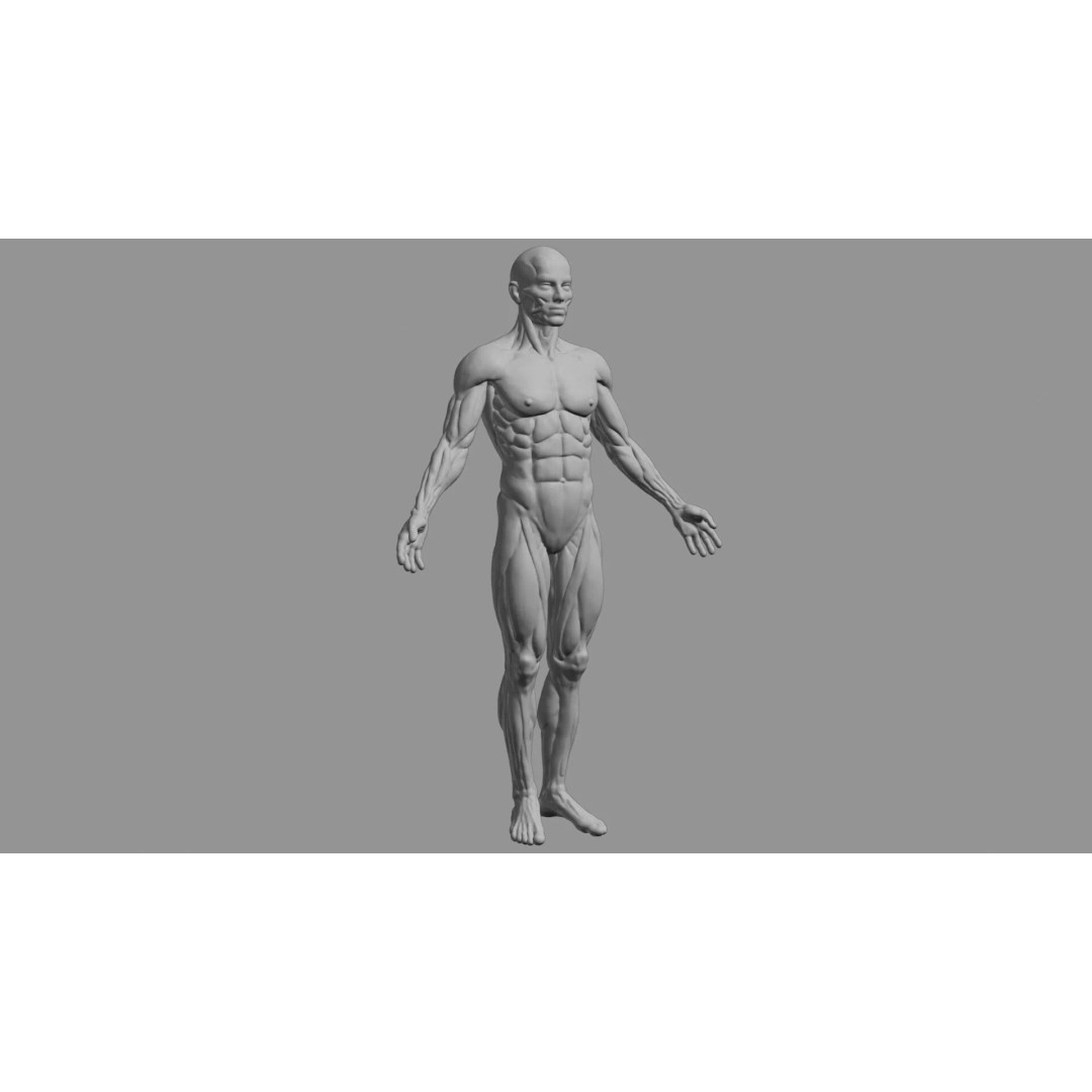 Human Muscular System 3D Model – Rigged PBR Asset for Medical Visualization - View 91