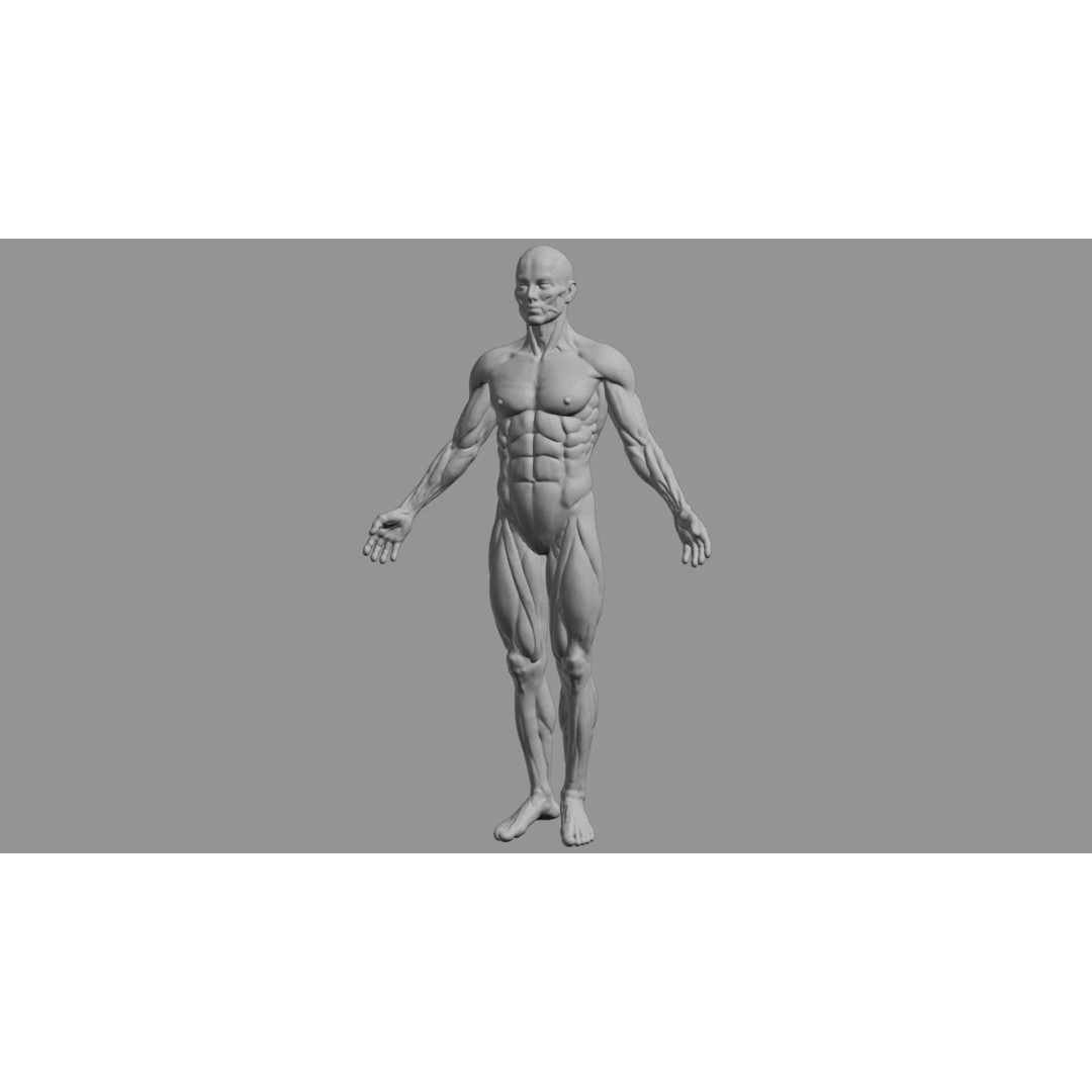 Human Muscular System 3D Model – Rigged PBR Asset for Medical Visualization - View 92
