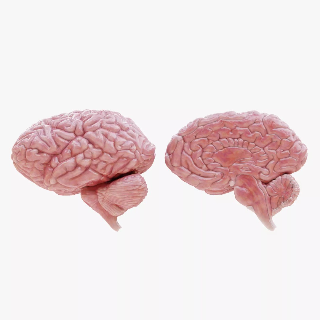 Realistic Human Brain 3D Model – Anatomical Full & Cross-Section Views, Blender
